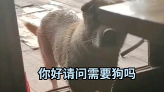 Khi một con hải cẩu muốn lên bờ, nó sẽ phải trải qua những gì