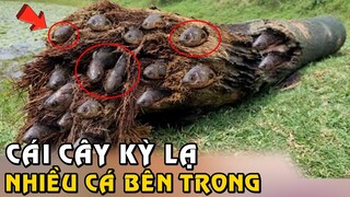 Kỳ Lạ Cái Cây Mục Lại Ẩn Chứa Quá Nhiều Cá Bên Trong | Tám Tới Tấp