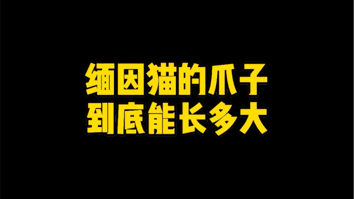 Seberapa besar sih kucing Maine Coon bisa tumbuh?