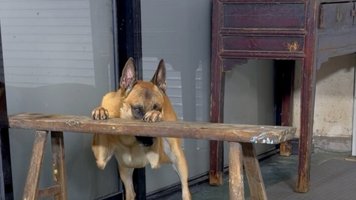 Anjing pekerja pilihan langit