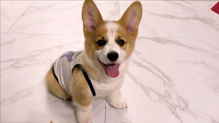 Jangan pelihara anjing corgi yang licik, malas dan rakus!