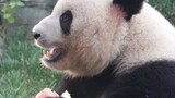 大熊猫萌兰：果果掉沟里，小熊精自己下沟捡苹果，找不到“嗯嗯嗯”抬头问奶爸～看奶爸给别熊苹果想抢