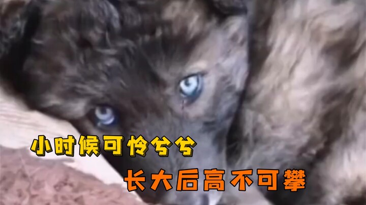 Cute and pitiful as a kid, now unattainably high above as an adult.