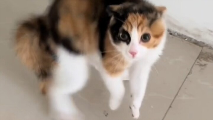 Sandal hancurkan mimpi berduri punggungmu!