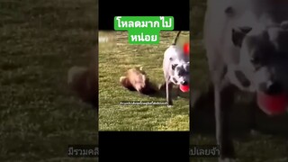 ^มีรวมคลิปเต็มชุดนี้กดดูลิงค์ด้านบนเลยจ้า^ โหลดมากไปหน่อย
