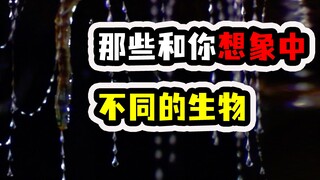Trên thế giới ngoài cây xấu hổ, hóa ra còn có cả cây xấu hổ nữa ư? Những sinh vật khác biệt so với t