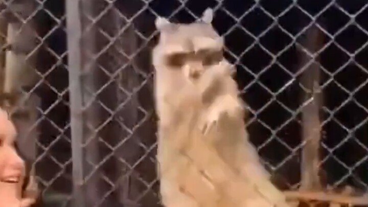 "Come on Gouzi, give them the whole job!"