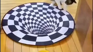 ICHAPRANKKKKK!!! #prankingyourpets #funnypets #opticalillusion