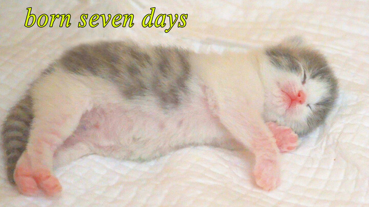 Perubahan Anak Kucing Baru Lahir Selama 7 Hari Tak Bisa Dikenali