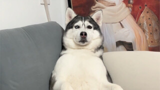 ไม่เคยเจอฮัสกี้ขี้เกียจขนาดนี้มาก่อนเลย