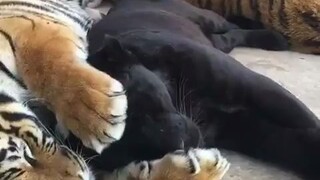 Harimau Siberia Timur saat tidur tidak lupa memeluk si macan tutul hitam ke dalam pelukannya, si mac