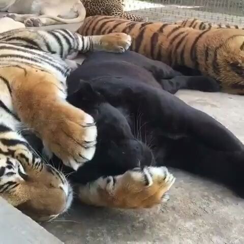 When the Siberian tiger sleeps, it doesn't forget to pull the little black leopard into its arms; th