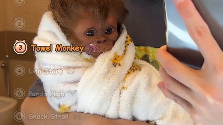 Gorilla Stroll, Lion Charge & Monkey Pranks: Most ICONIC Animal Moments