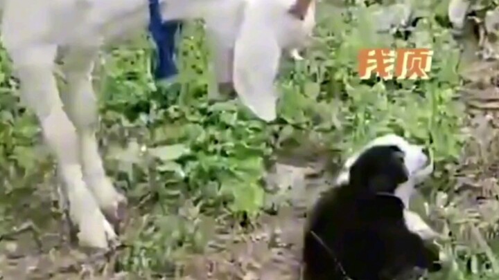 Chó còi: Dám đợi tôi vài năm không! #đáng yêu#chó chăn cừu