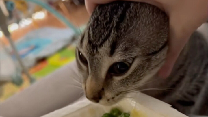 猫儿这个争先恐后