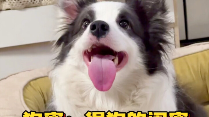 Bukan sahabat musuh, bukan sahabat karib, melainkan sahabat anjing!