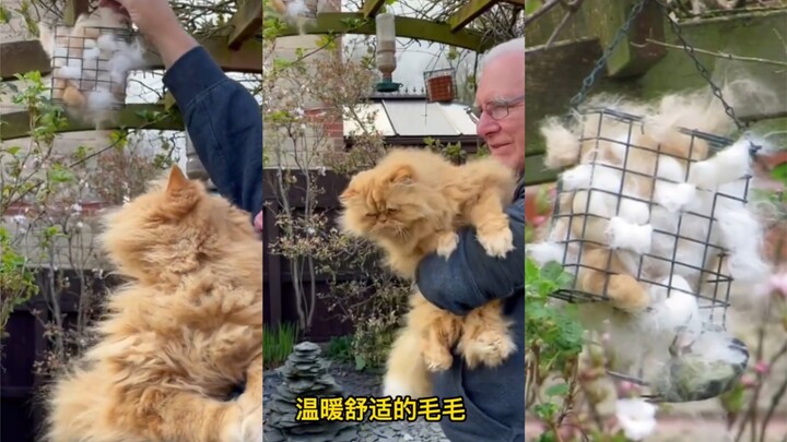 แมวเหมียว: หรือว่าขนที่ผมร่วงไปน่ะ มีประโยชน์มากขนาดนี้เลยเหรอ!