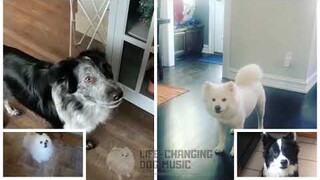 Peace and Love on the Planet Earth but Dogs Sung It (Doggos and Gabe)