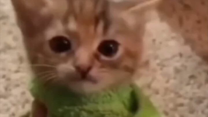 可以有效改善小脑退化的猫猫meme