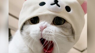 Cats cover for each other and line up to sneak a drink...