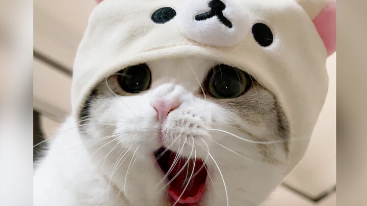 Cats cover for each other and line up to sneak a drink...