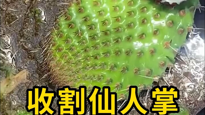 Thu hoạch lá xương rồng, chủ yếu dùng để ăn!