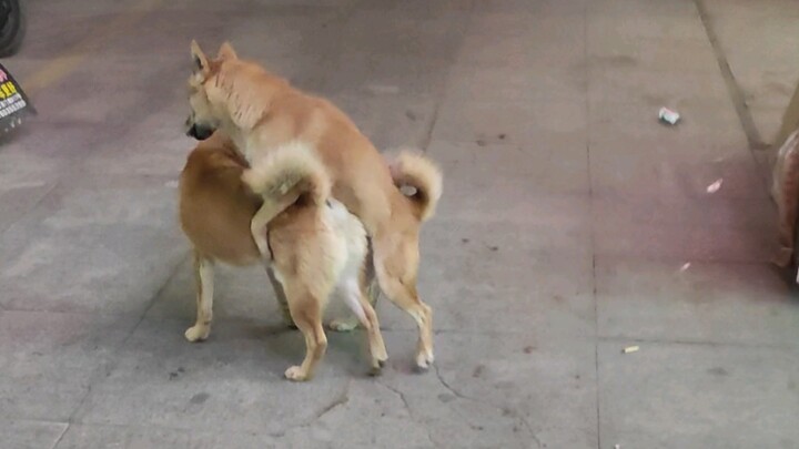 น้องหมาน่ารักมาก เดี๋ยวนะ พวกเขากำลังทำอะไรกันอยู่?