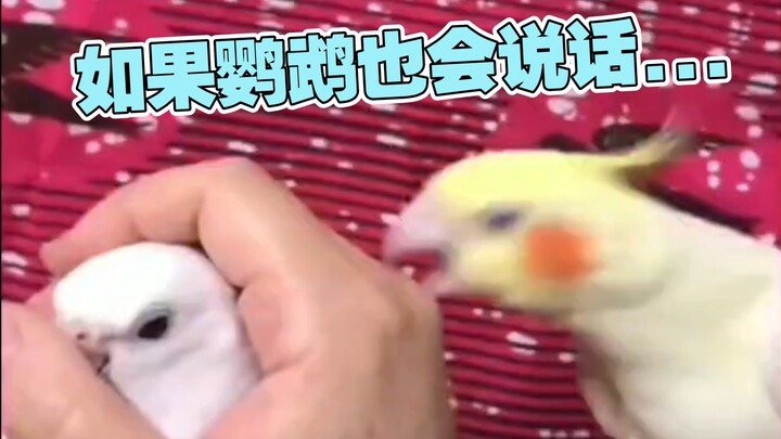 绿茶vs傲娇
