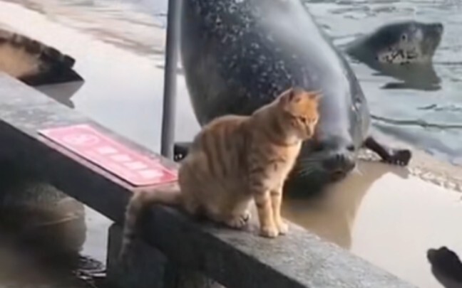 แมวน้ำ: ถ่ายฉันสิ ถ่ายฉันสิ