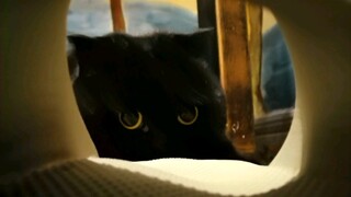 คุณเคยลองถ่ายภาพแมวของคุณผ่านสิ่งของบางอย่างไหม?