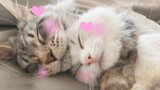 เพ็ทน่ารัก|แมวหุ่นน่ารักกับแมวเมนคูน