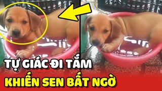 Chú chó TỰ GIÁC ĐI TẮM khi trời nóng khiến Sen BẤT NGỜ 😂 | Yêu Lu
