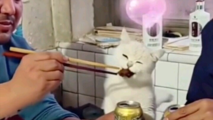 So darn cute! Cat’s charming moments!