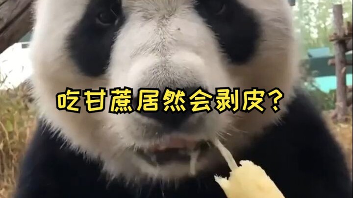 Sudah musim makan tebu, ternyata panda bisa mengupas kulitnya? Dan teksturnya begitu lembut halus!