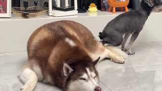 When a cold-fearing dog meets a Husky, it’s hilarious...it’s parasitic!