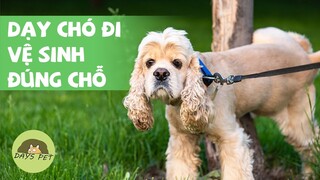 Cách Dạy Chó Đi Vệ Sinh Đúng Chỗ ( đúng nơi quy định )| Dayspet