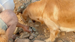 Golden Retriever cứu mèo con