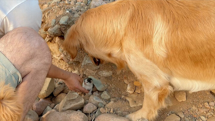 Animal|Golden Retriever Saving the Kitty