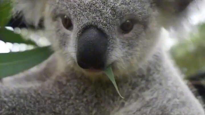 Koala: Huh? Are you sure I’m an accomplice?