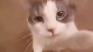 The little kitty love to kiss you ❤️❤️