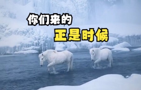 Icelandic horses that seem to be straight out of a painting!