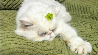 【张泽禹】「禹事不慌张」老蔫手势舞