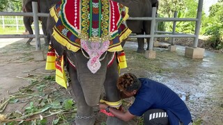 ลองชุดสาวชายหาด❗️ตัวเล็กไปนิด ชุดอินเดียดูดีมากएक हाथी,elephant