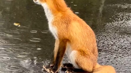 【Rubah】Hujan turun, tapi tak ada yang menjemputku pulang   ins: kitakitsune_love