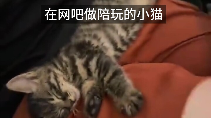 Kucing kecil yang menjadi pendamping bermain di warnet