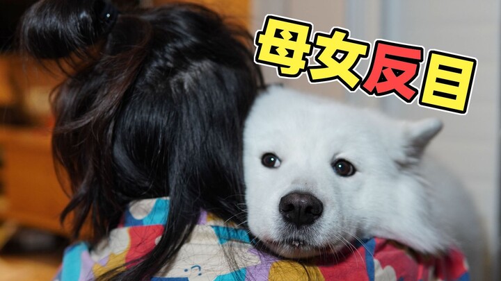 Samoyed Tangyuan fainted from hunger after their walk, and Mom even tricked the pup twice? The mothe