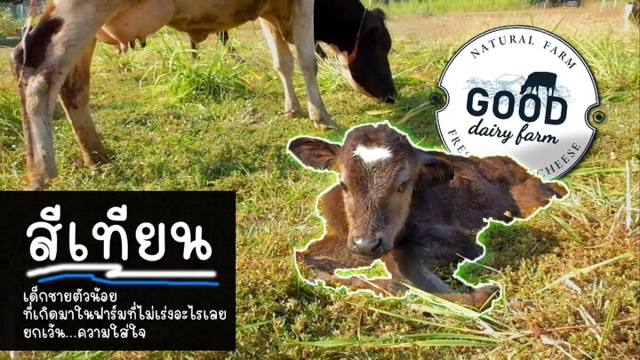 สีเทียน เด็กชายตัวน้อย ที่เกิดมาในฟาร์มที่ไม่เร่งอะไรเลย ยกเว้น…ความใส่ใจ 🤍