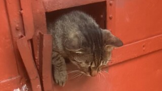 Cat is persistent