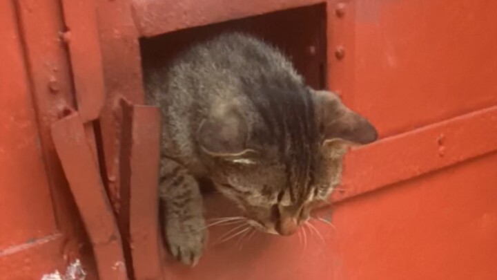 猫儿这个执着