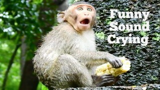 Funny Sound Crying!!, Little Monkey Loudly Cry Scare Another Monkeys Steal Her Food